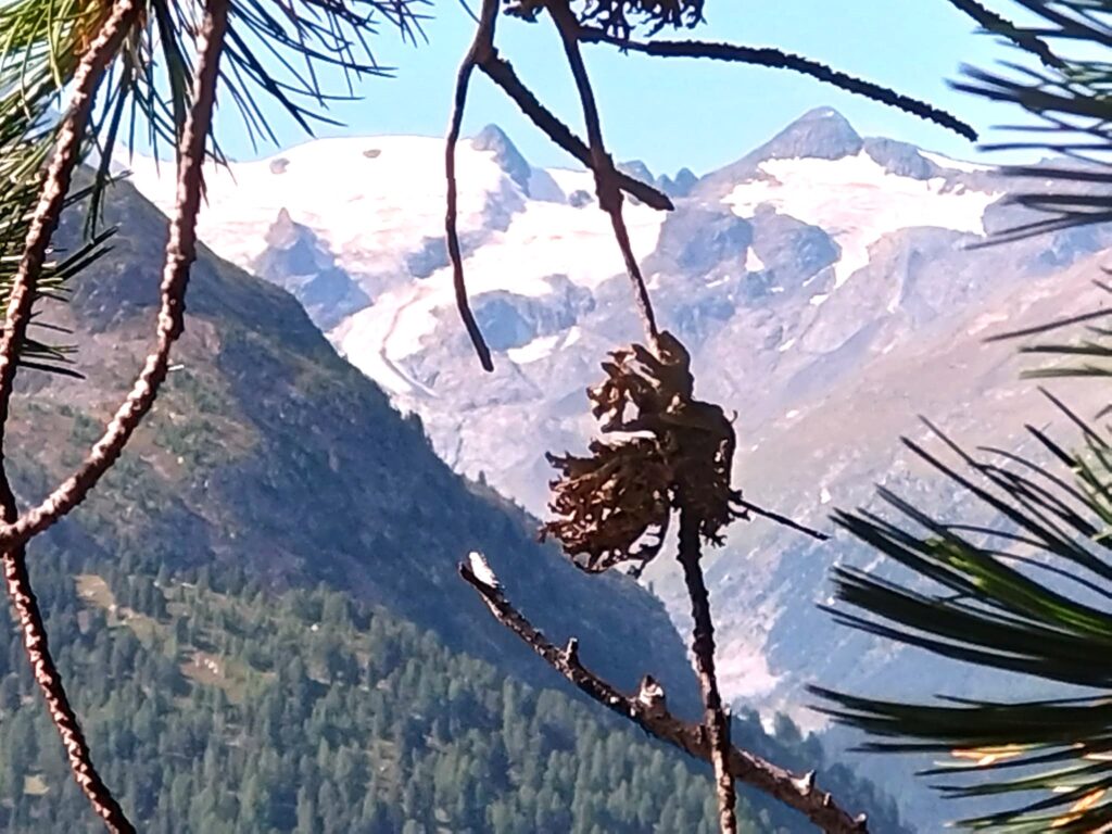 Wanderung Alp Languard - Muottas Muragl: Prachtvolle Sicht zum Berninamassiv - 25.08.2025, Bruno