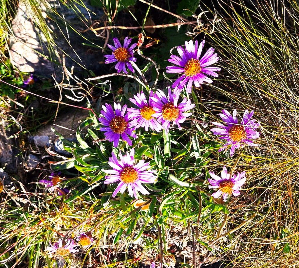 Lila-Bergblumen - 26.08.2025, Andrea