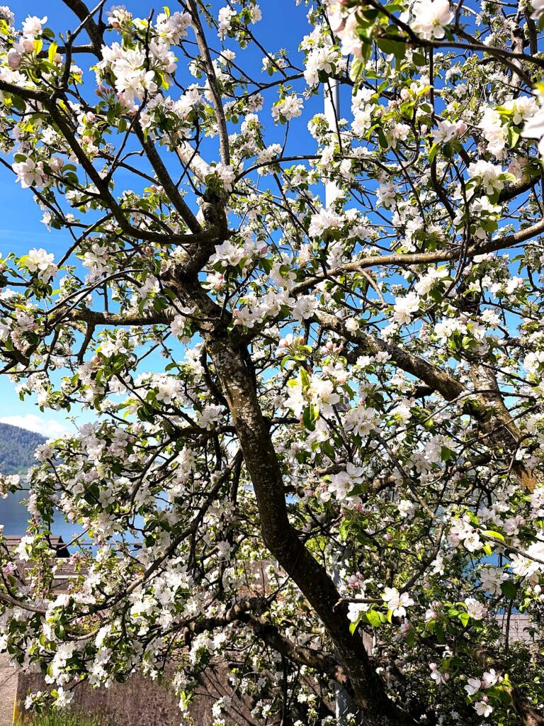 Kirschblüte im Zugerland - 18.04.2026