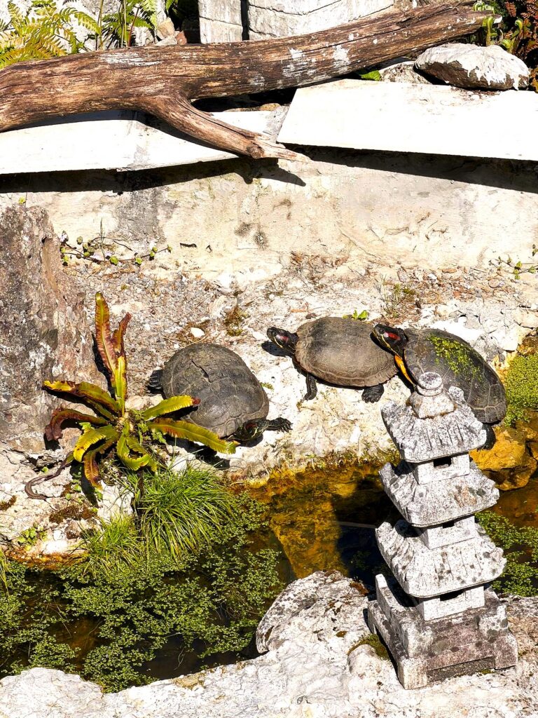 Sind dies wirklich echte Schildkröten in der Frühlingssonne? - 18.04.2026