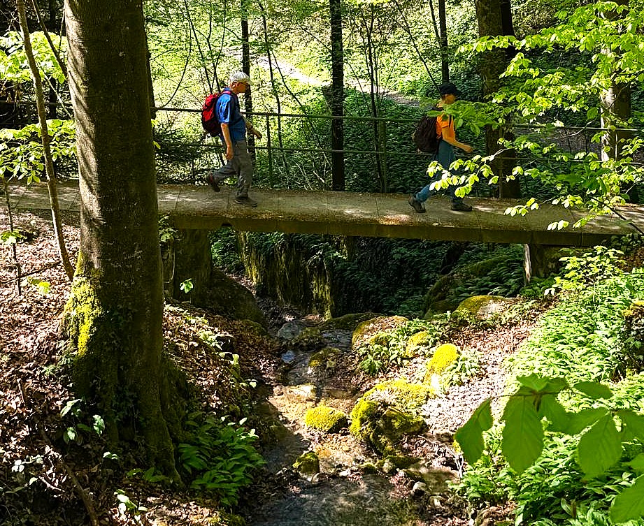 willkommener Schatten im sattgrünen Wald - 18.04.2026