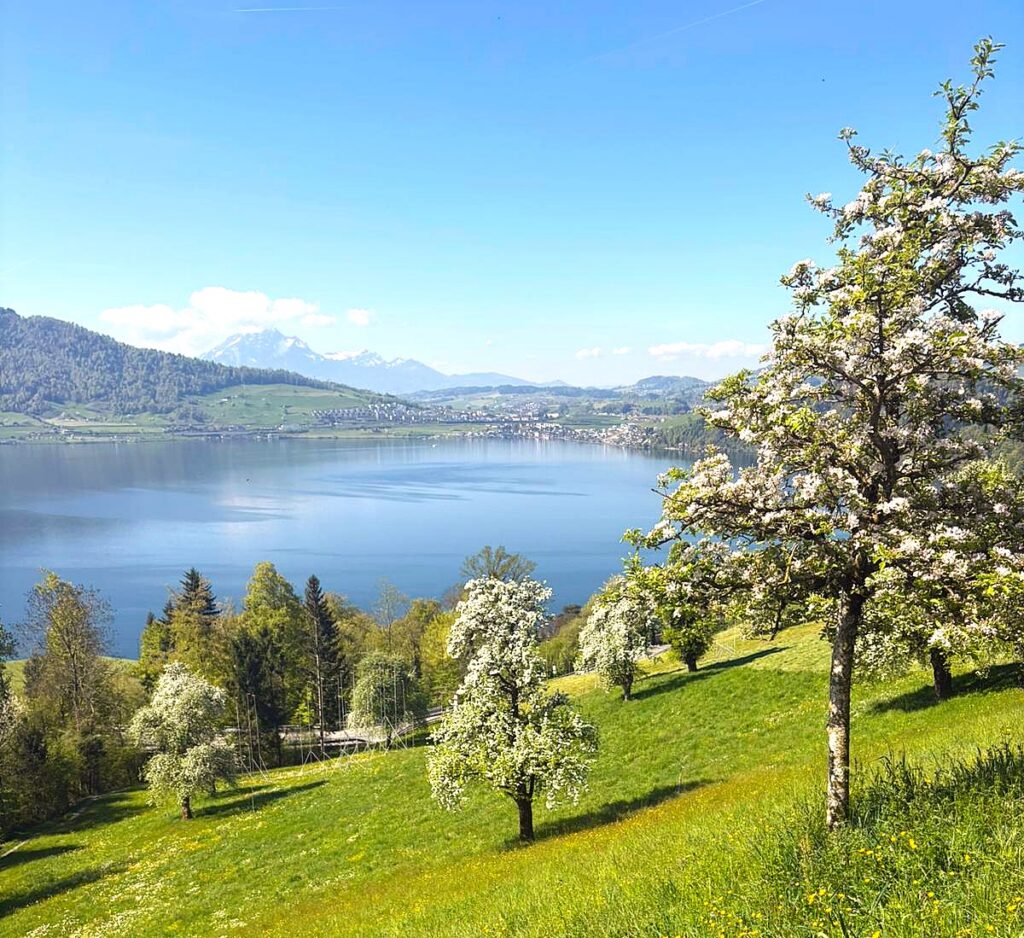 blühende Kirschbäume mit herrlichem Blick über den spiegelglatten Zugersee Richtung Arth - 18.04.2026