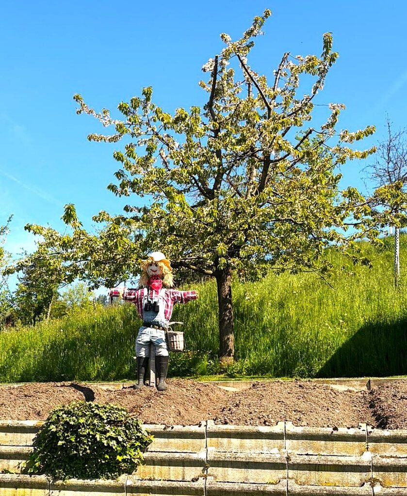 Da wartet wohl einer auf die Ernte der herrlich süssen Kirschfrüchte - 18.04.2026
