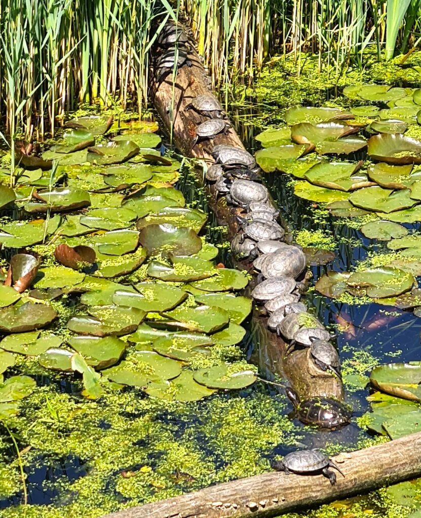 Schildkröten in Reih und Glied im Seerosenteich - 21.05.2026