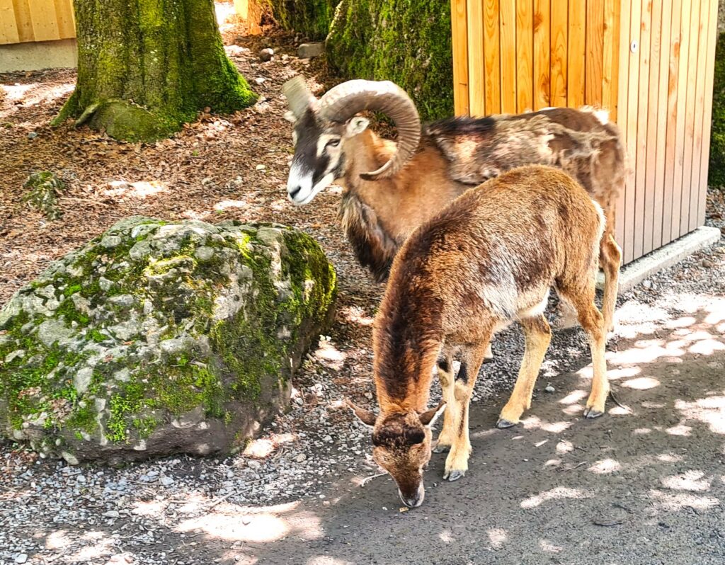 Die beiden Mufflons auf ihrem täglichen Verdauungsspaziergang. - 21.05.2026