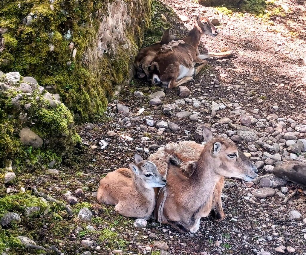 Diese Wildtiere (eine Hirschart) geniesst die Mittagsruhe an einem schattigen Plätzchen. - 21.05.2026