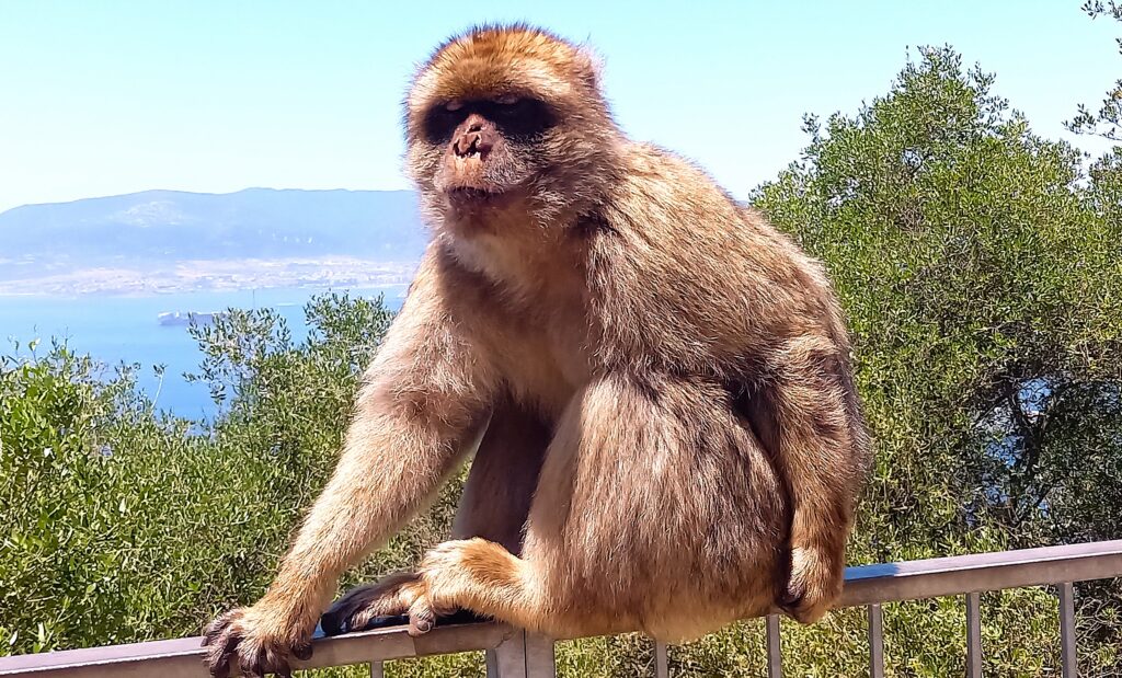 Der Berberaffe auf Gibraltar, auch Magot genannt, ist eine Makakenart aus der Familie der Meerkatzenverwandten. Er ist vor allem dafür bekannt, dass er ausser dem Menschen die einzige freilebende Primatenart Europas ist. - 08.06.2026
