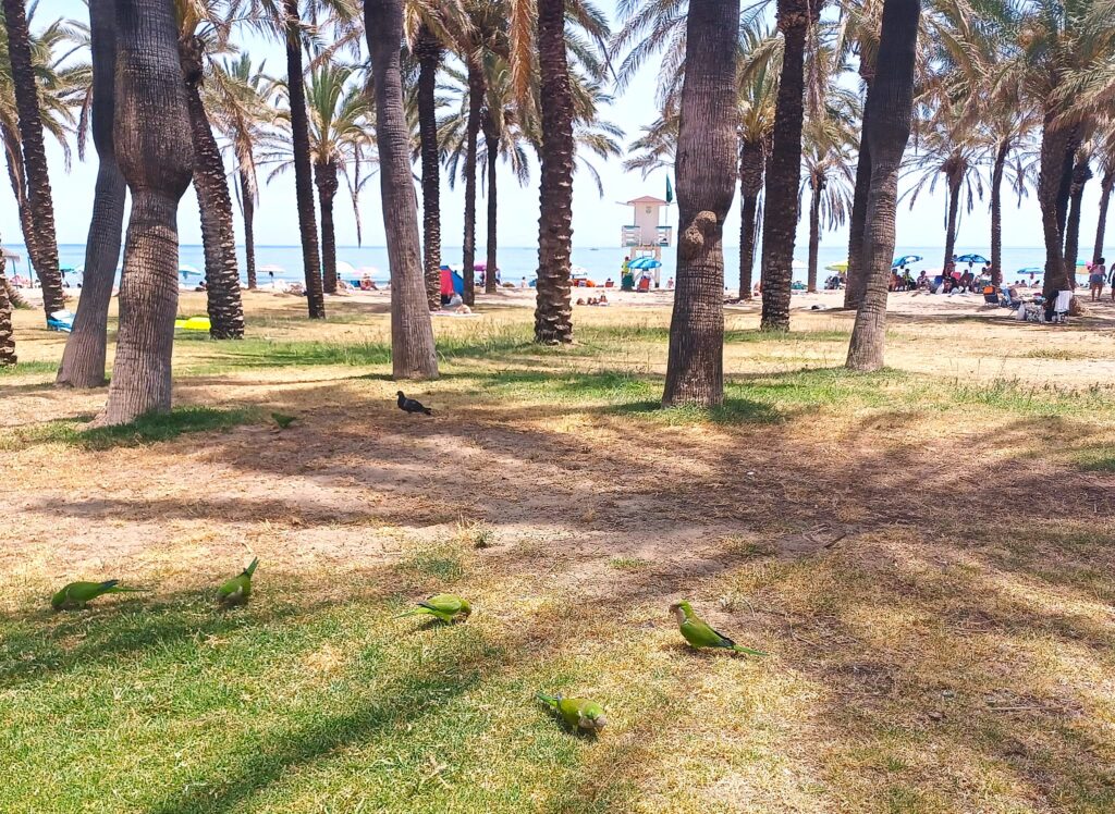 öffentlicher Strand von Carihuela mit Mönchssittigen unter schattigen Palmen - 07.06.2026