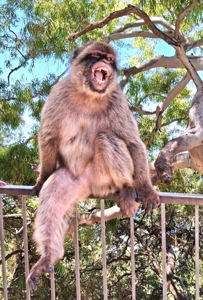 Gibraltar: Dieser Berberaffe hat wohl pure Freude an all den neugierigen Touristen. - 08.06.2026