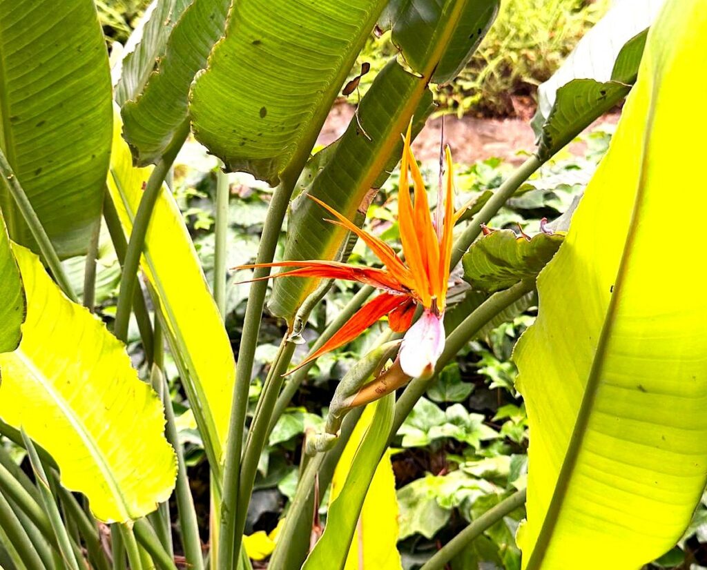 Botanischer Garten in Málaga: Die Paradiesvogelblume, auch Königs-Strelitzie, Königin-Strelitzie oder Papageienblume genannt, ist eine Pflanzenart aus der Gattung der Strelitzien. - 11.06.2026