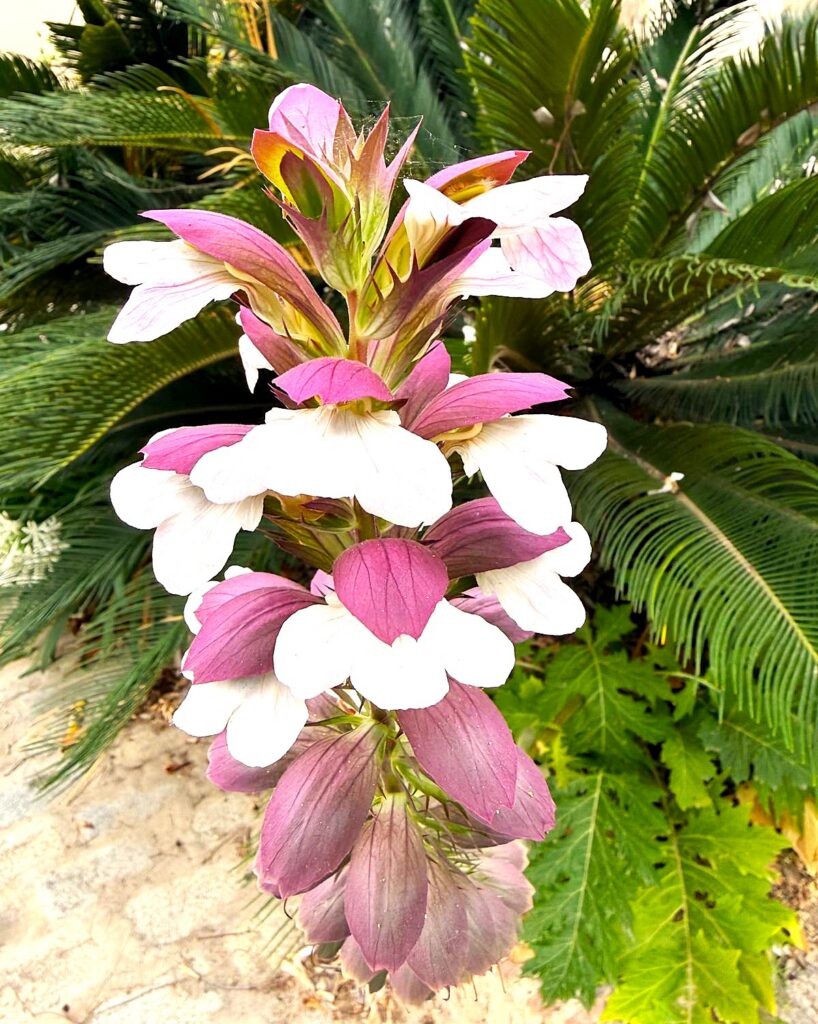 Aus der vielfältigen Pflanzenwelt im Botanischen Garten in Málaga - 11.06.2026