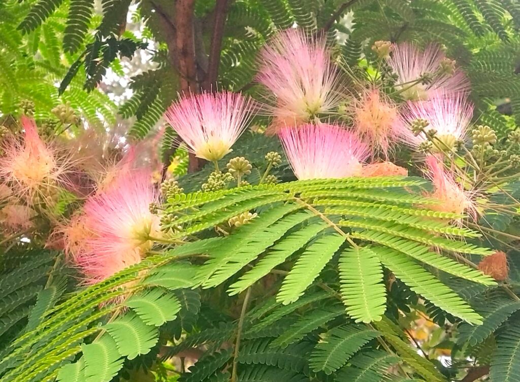 Botanischer Garten in Málaga: Eine farnartige Pflanze mit einer staubwedelförmigen Blüte - 11.06.2026