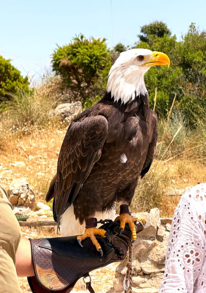 Monte Calamorro: Am Nachmittag gab es Gelegenheit, eine spannenden Vorführung und Flugshow, u. A. mit Wanderfalken, in der örtlichen Falknerei zu erleben. Diese wird von der Fundación Valle de las Águilas betrieben - 12.06.2026