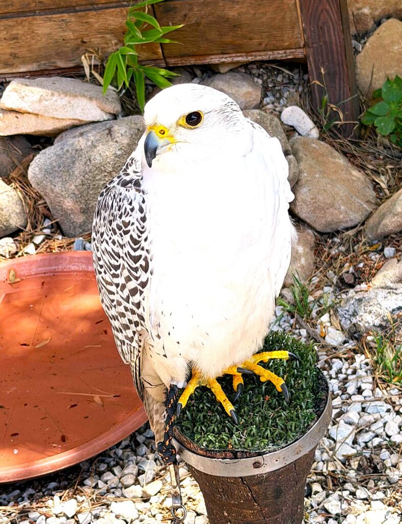 Falknerei: Auch die weisse Gattung unter dieser fleischfressenden Vogelart ist dort vertreten. 12.06.2026