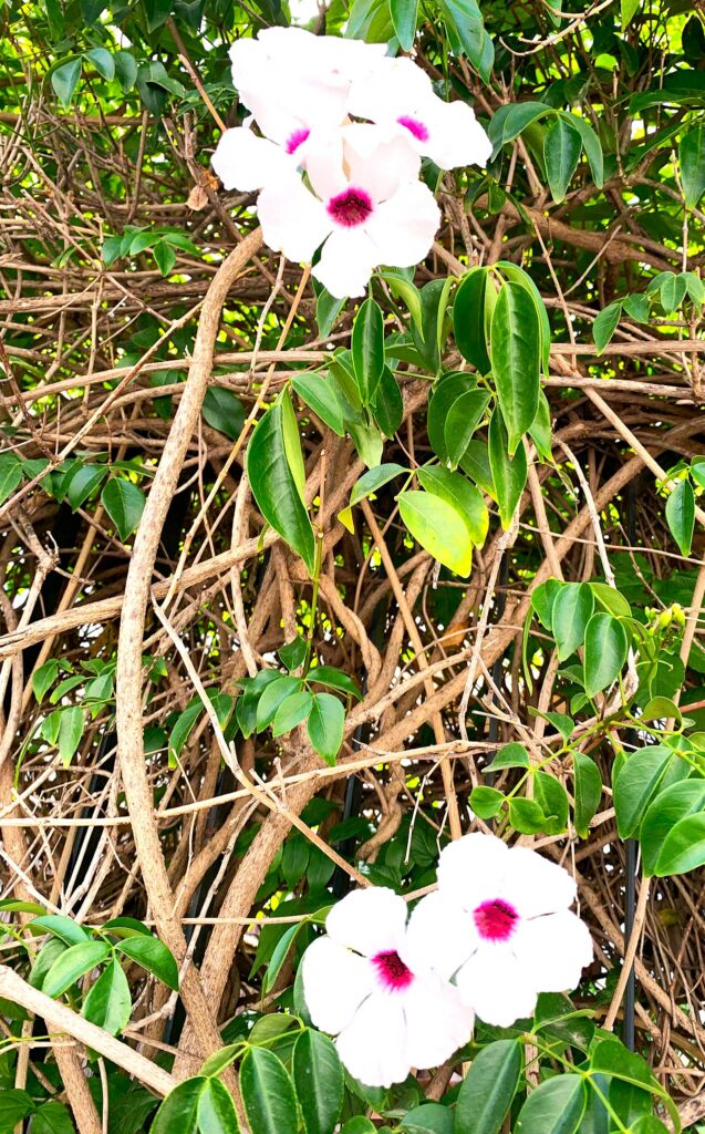 Monte Calamorro: Auch eine vielfältige, mediterrane Flora kann auf diesen Bergeshöhn (770 m) bestaunt werden. Hier ein Exemplar der schwarzen Zistrose mit weissen Blüten- 12.06.2026