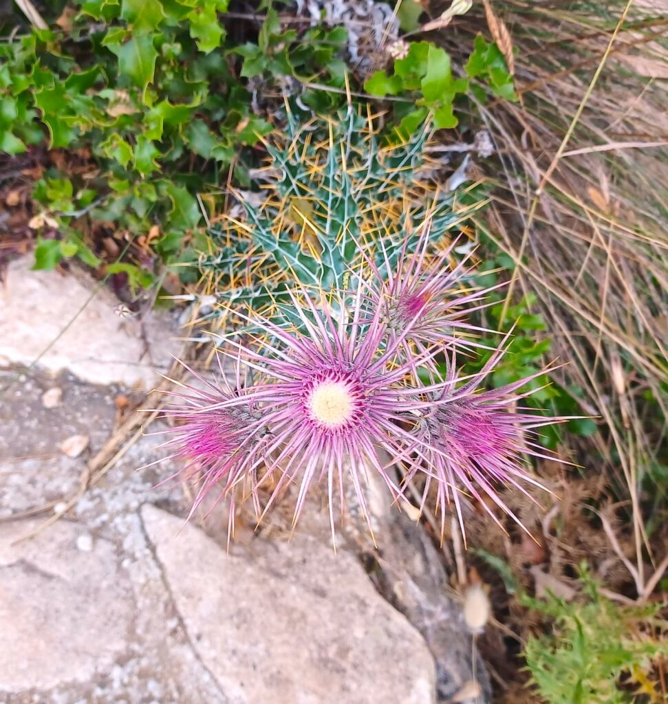 Monte Calamorro: Diese Distelart ist eine, in der Region heimische, violett blühende Wildblume. - 12.06.2026