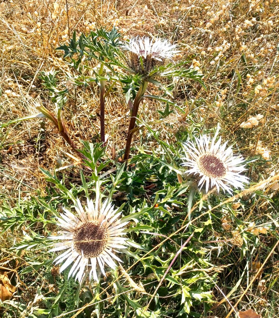 Silberdisteln in voller Pracht - 15.08.2026