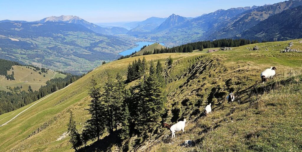 Auch die Schafe geniessen das herrliche Spätsommerwetter.